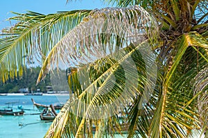 Close up coconut tree beach with boat and beautiful clear blue sky