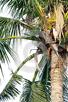 Close up coconut tree on isolated white background