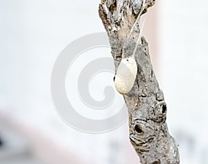 Close up cocoon on old branch