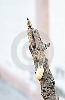 Close up cocoon on old branch