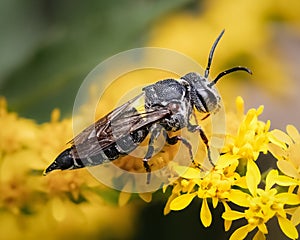 Close up of a Coelioxys Sharp-tailed Cuckoo Bee (Megachilidae sp) photo