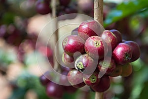 Close Up Coffee beans are ripe on coffee tree