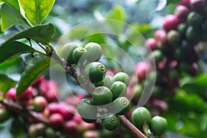 Close Up Coffee beans are ripe on coffee tree
