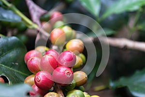 Close Up Coffee beans are ripe on coffee tree