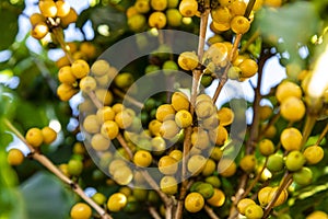 Close up coffee beans on the tree