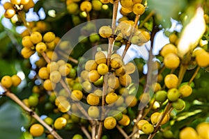 Close up coffee beans on the tree