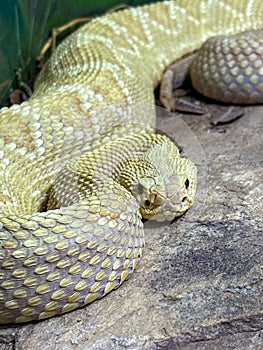 Close-up of a coiled rattlesnake with textured scales on a rocky surface.
