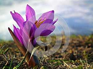 Close up of Colchicum flower in Alborz mountains