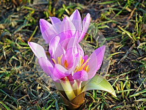 Close up of Colchicum flower in Alborz mountains