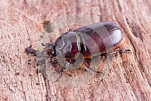 Close up Coleoptera