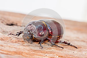 Close up Coleoptera