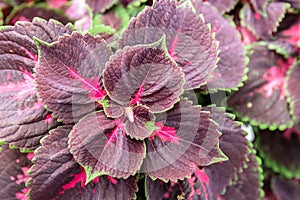 Close up of Coleus leaves or Painted nettle. Specie of flowering plant in the family Lamiaceae native to southeast Asia through to