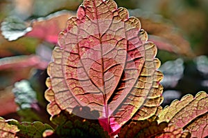 Close up of Coleus scutellarioides leaf