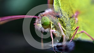 Close up of a Colias croceus, clouded yellow photo