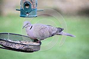 A close up of a Collared Dove