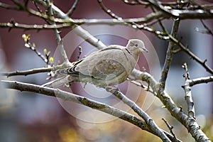 Close up of Collared Dove Streptopelia decaocto