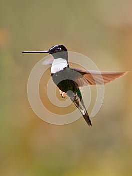 Close-up of Collared Inca photo