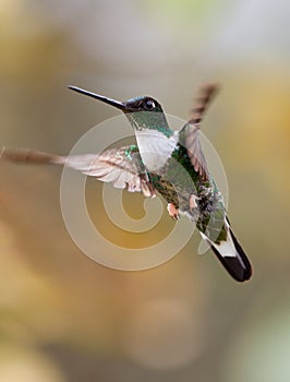 Close-up of Collared Inca photo