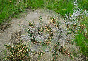 Close-up of Colletia infausta Colletia spinosissima with many pink  small flowers buds on spiny shrub in Arboretum Park