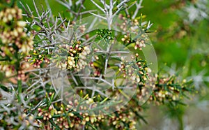 Close-up of Colletia infausta Colletia spinosissima with many pink  small flowers buds on spiny shrub in Arboretum Park