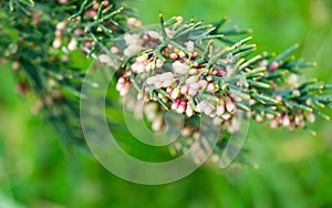 Close-up of Colletia infausta Colletia spinosissima with many pink  small flowers buds on spiny shrub in Arboretum Park photo
