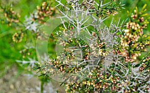 Close-up of Colletia infausta Colletia spinosissima with many pink  small flowers buds on spiny shrub in Arboretum Park photo