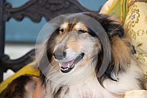 Close-up of a collie dog photo