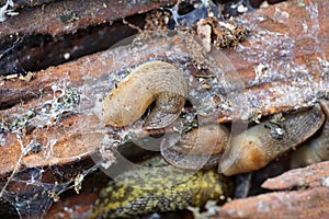 Close-up colony of Caucasian mollusk slug