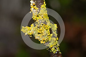 Close-up of a colony of foliose lichen