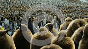 Close up a colony of king penguins and chicks on South Georgia Islands