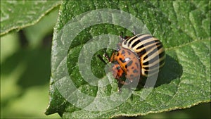 Close-up of Colorado potato beetle, Leptinotarsa decemlineata walking on green potato leaves