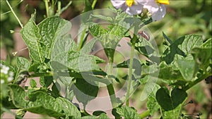 Close-up of Colorado potato beetle, Leptinotarsa decemlineata walking on green potato leaves