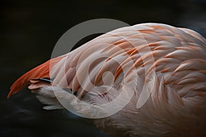 Close up of colored flamingo body