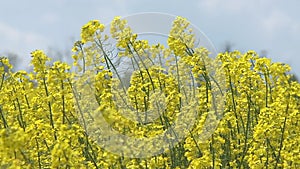 Close-up of colored flowers of canola