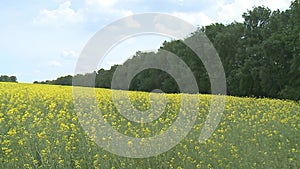 Close-up of colored flowers of canola