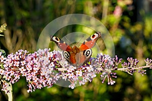 Close up of colorful aglais european peacock getting nectar from pink butterfly bush. Shallow depth of field.