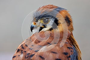 Close-up of colorful American Kestrel looking over his shoulder