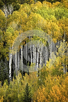 Close up of a Colorful Aspen Grove in the fall season