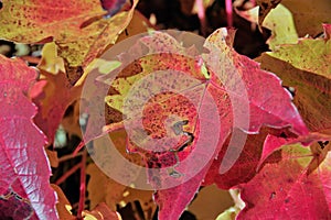 Close up of withered maple leaves in intense red and yellow-green