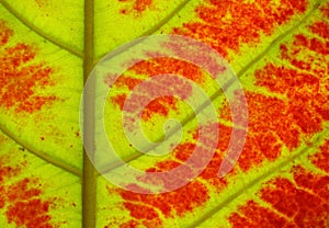 Close up of colorful autumn leaves texture