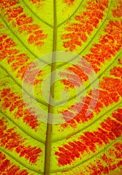 Close up of colorful autumn leaves texture