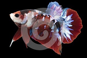 Close up of  colorful Betta fish. Beautiful Siamese fighting fish, Fancy Betta splendens isolated on black background