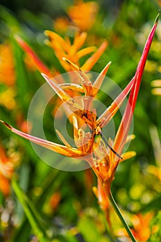 Close up of a Colorful Bird of Paradise flower with a green background