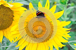 Close-up of colorful black butterfly flying on orange yellow bright sunflowers on field