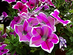 Close up of colorful blooming petunia flowers, natural background.