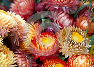Close up on colorful bouquet of Xerochrysum bracteatum