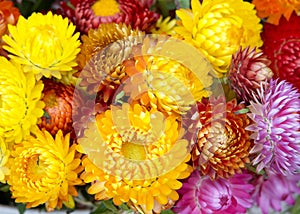 Close up on colorful bouquet of Xerochrysum bracteatum