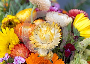 Close up on colorful bouquet of Xerochrysum bracteatum flowers