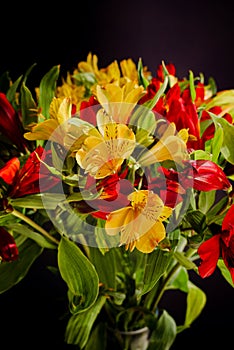 Close-up of a colorful bouquet of yellow and red Peruvian lilies.