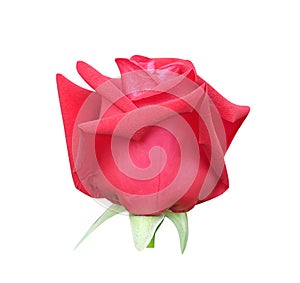 Colorful bright red rose flower isolated on white background and clipping path , one